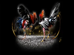 Bật Mí Cách Chơi Đá Gà Sabong Tại VF555 Từ Cao Thủ Bách Chiến Thắng